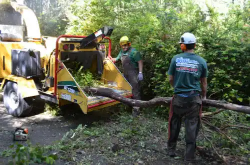 tree services Oceanside